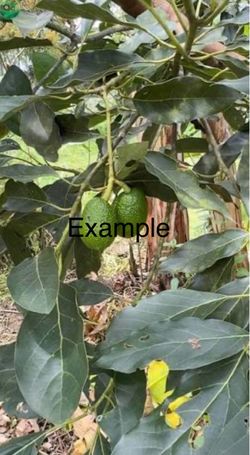 / Avocado Tree 🥑 Arbol De Aguacate