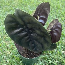 ALOCASIA CUPREA (6” Pot) Unique Metallic Foliage 