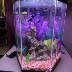 Hexagon Fish Tank 