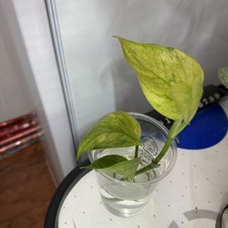 Jessenia Pothos