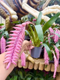 Plants (4”pot🌿Brazilian bromeliads $10 each)