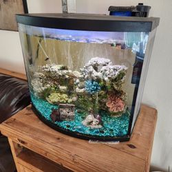 Bow Front Aquarium 