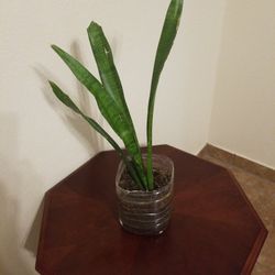 Snake Plant In Soil.