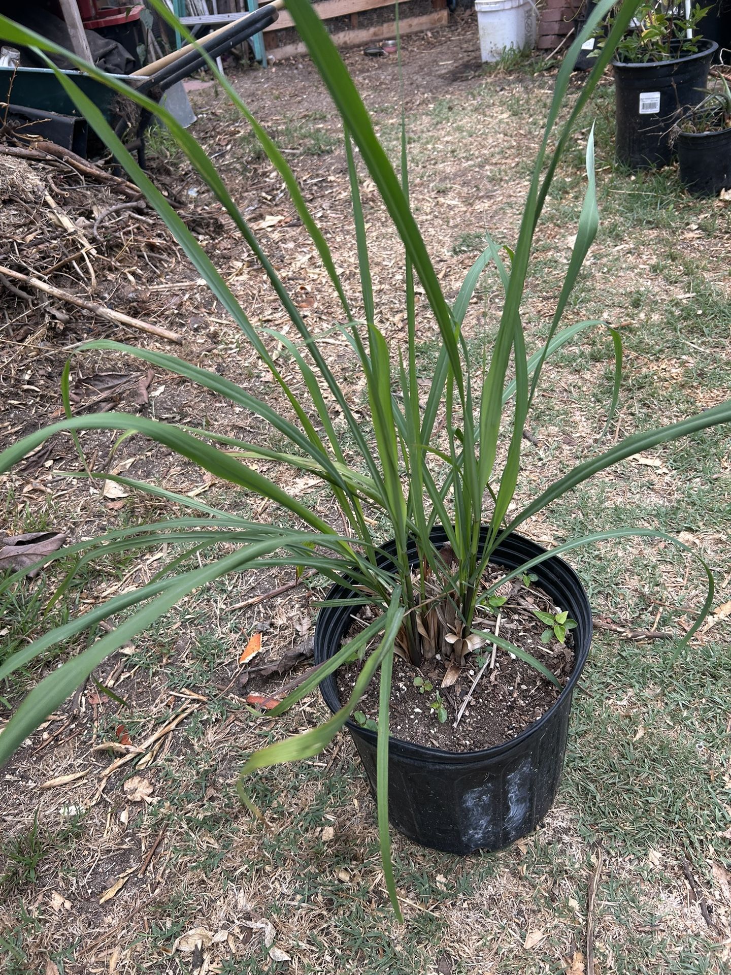 Lemon Grass - Te De Limón Plant 🪴 