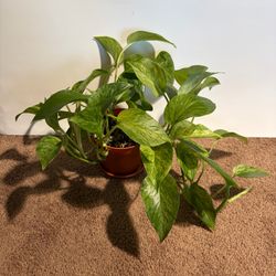 Marble Queen Pothos