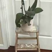 Step Ladder repurposed as decorative plant stand (plant not included ) just $5