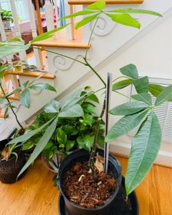 Money tree