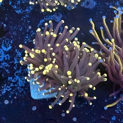 Rasta Torch Display Decor