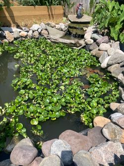 Water Hyacinths