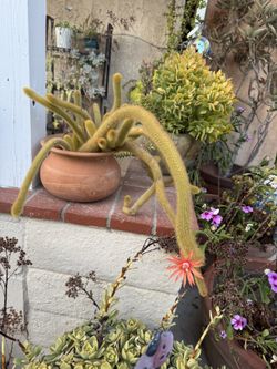 Cactus Plant