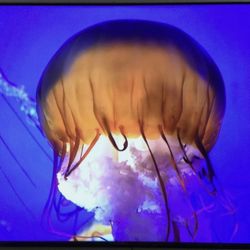 Beautiful 75 Inch Sony Smart TV