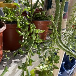 Succulents Plants 4”inch