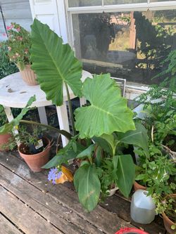 Plants