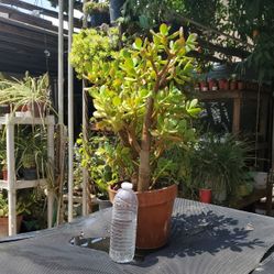 Plants