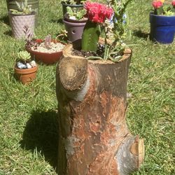 Succulent Arrangements/stands 