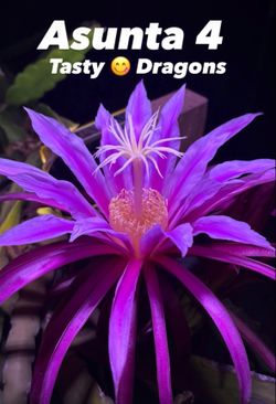 200 Dragon Fruit Varieties to pick