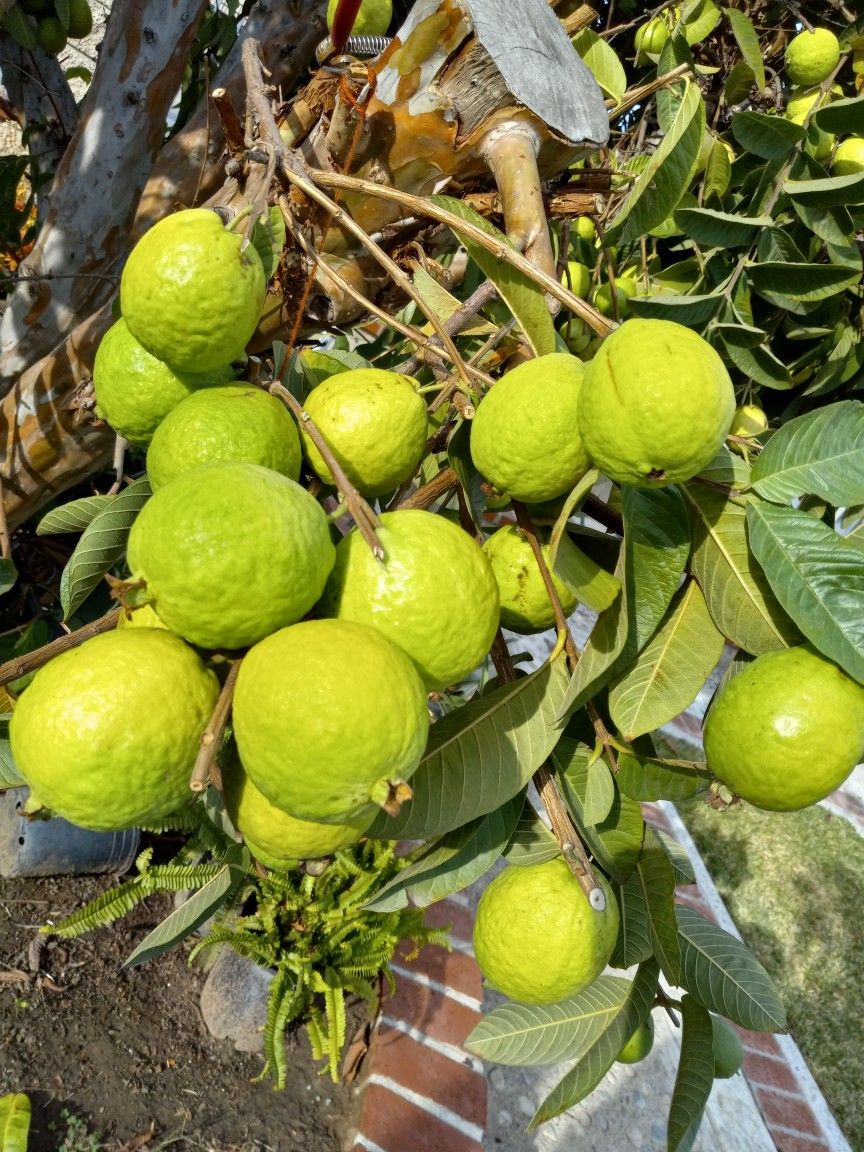 Guayabas For Sale5.guavasfor One Dlls 