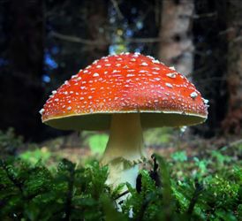Amanita Muscaria Mushrooms and Egyptian Blue Lotus