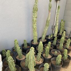 Totem Pole Cacti