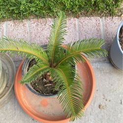 Sago Palm