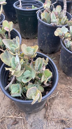 Fedtschenkoi Kalanchoe