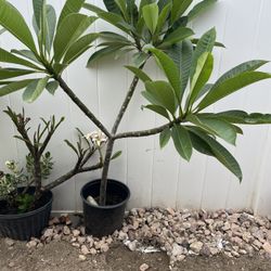 Large Potted Plumeria Dark Pink