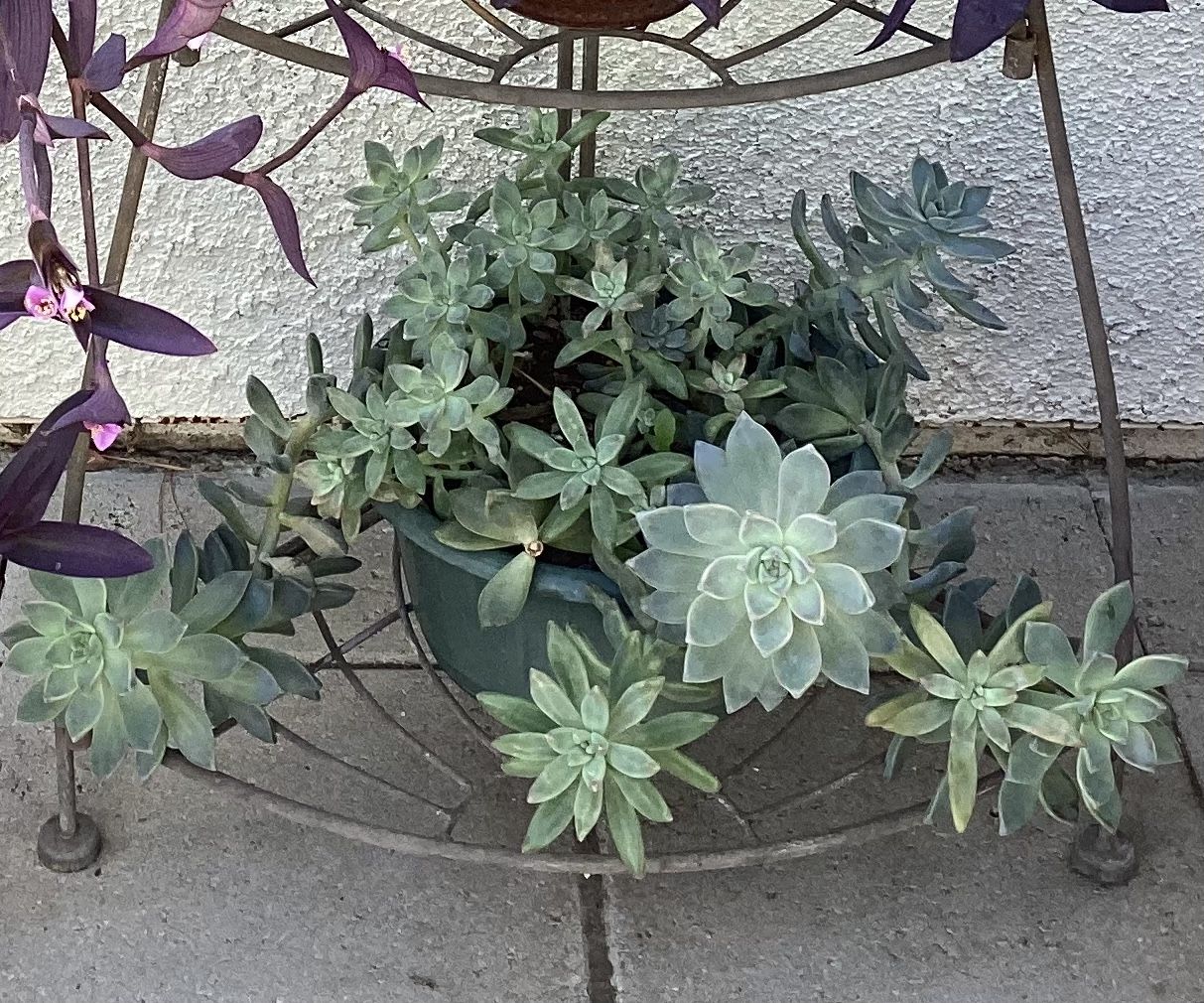 Graptosedum Succulent 