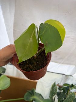 6” rooted monstera aurea