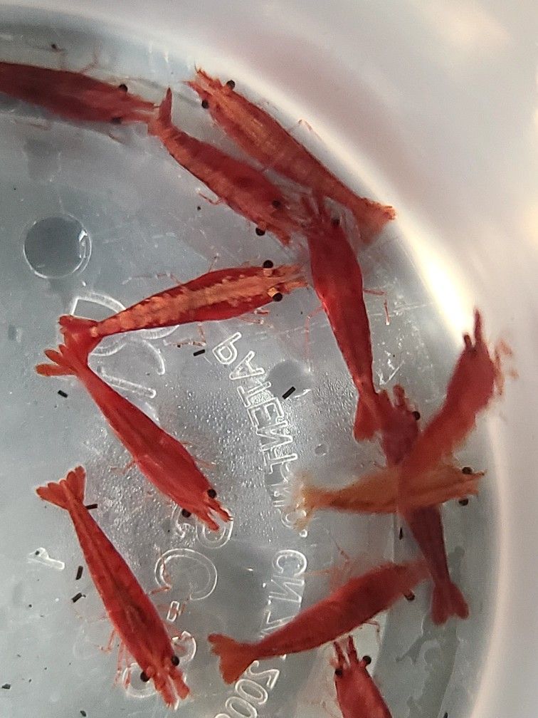 Aquarium Red Cherry Shrimps