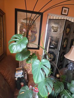 Tall Monstera 4'