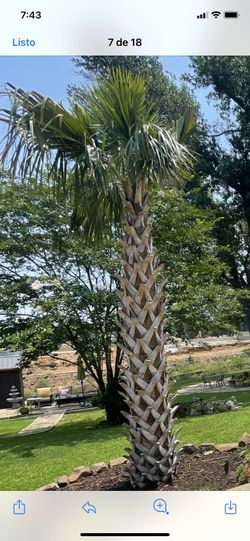 Palmas Any Kind And Size
