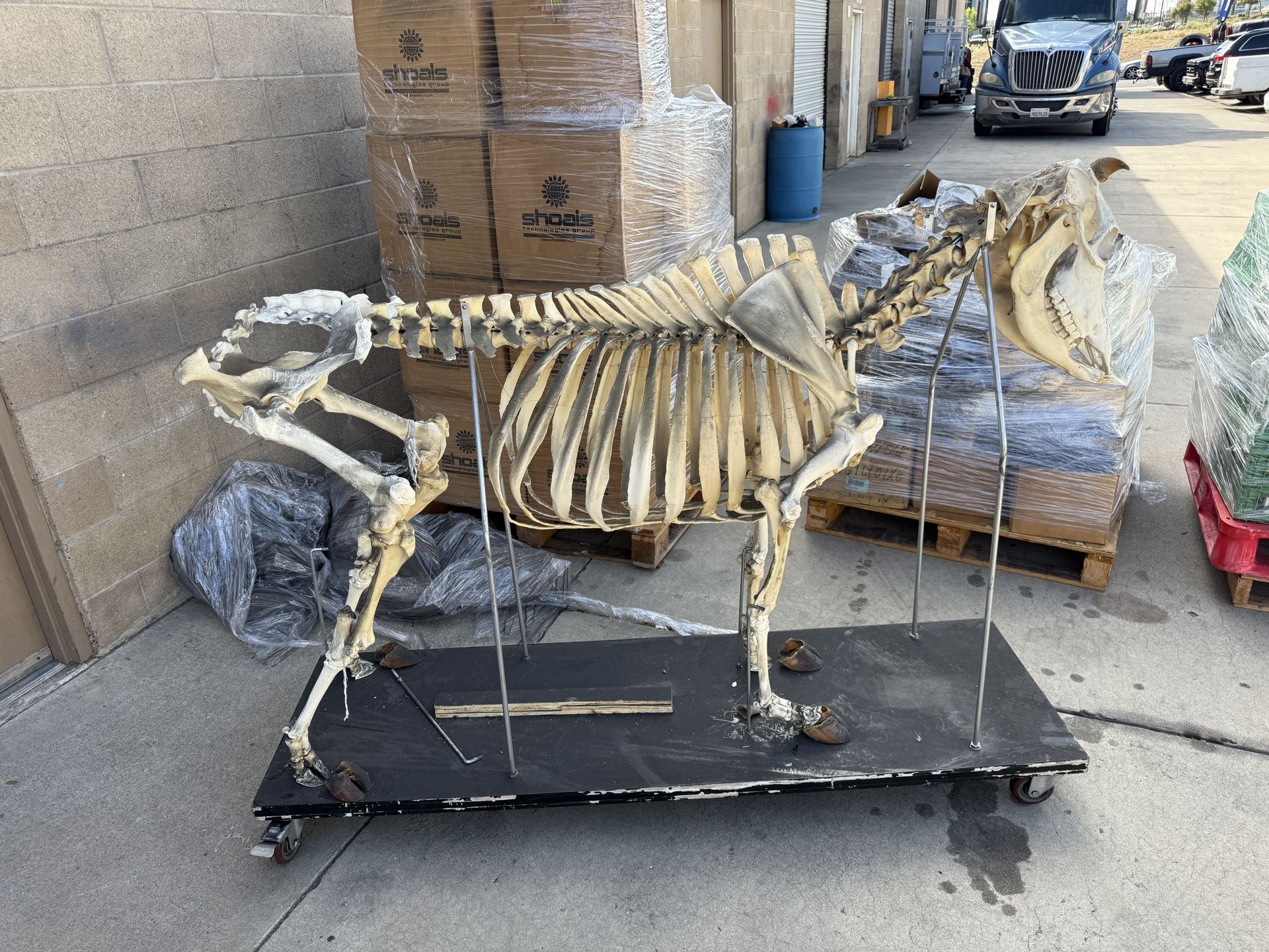 Real Cow Skeleton Education
