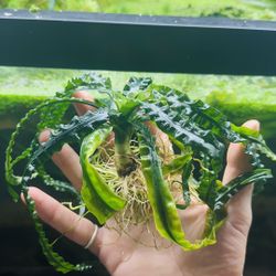 PLANT LIST November 2025