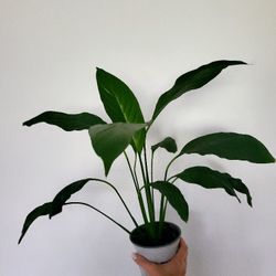 Peace Lily 