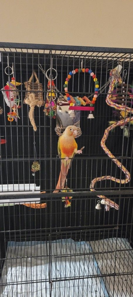 Bird With Cage