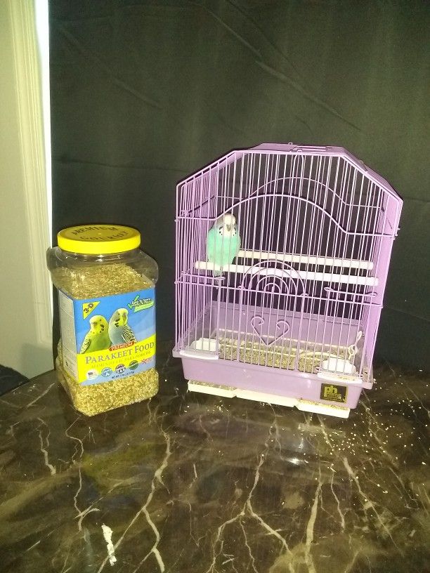 Parakeet