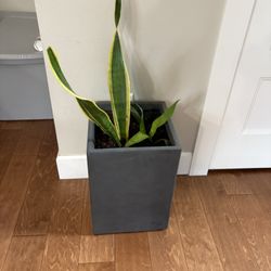 Snake Plant with New Growth - Concrete Planter