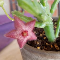 Stapelia Scitula