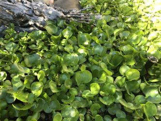 Water Hyacinth