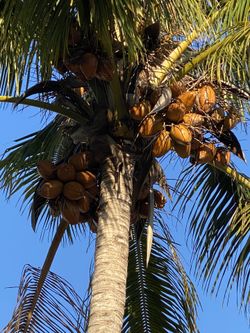 Cocos Regalados