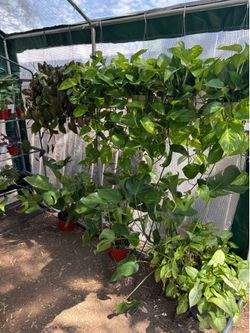 Plants For Sale in Perris ($1-$40)