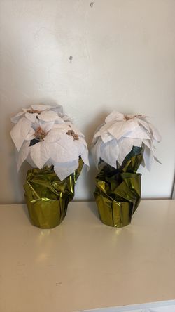 White Poinsettia Plants in Gold Foil Pots – Set of 2