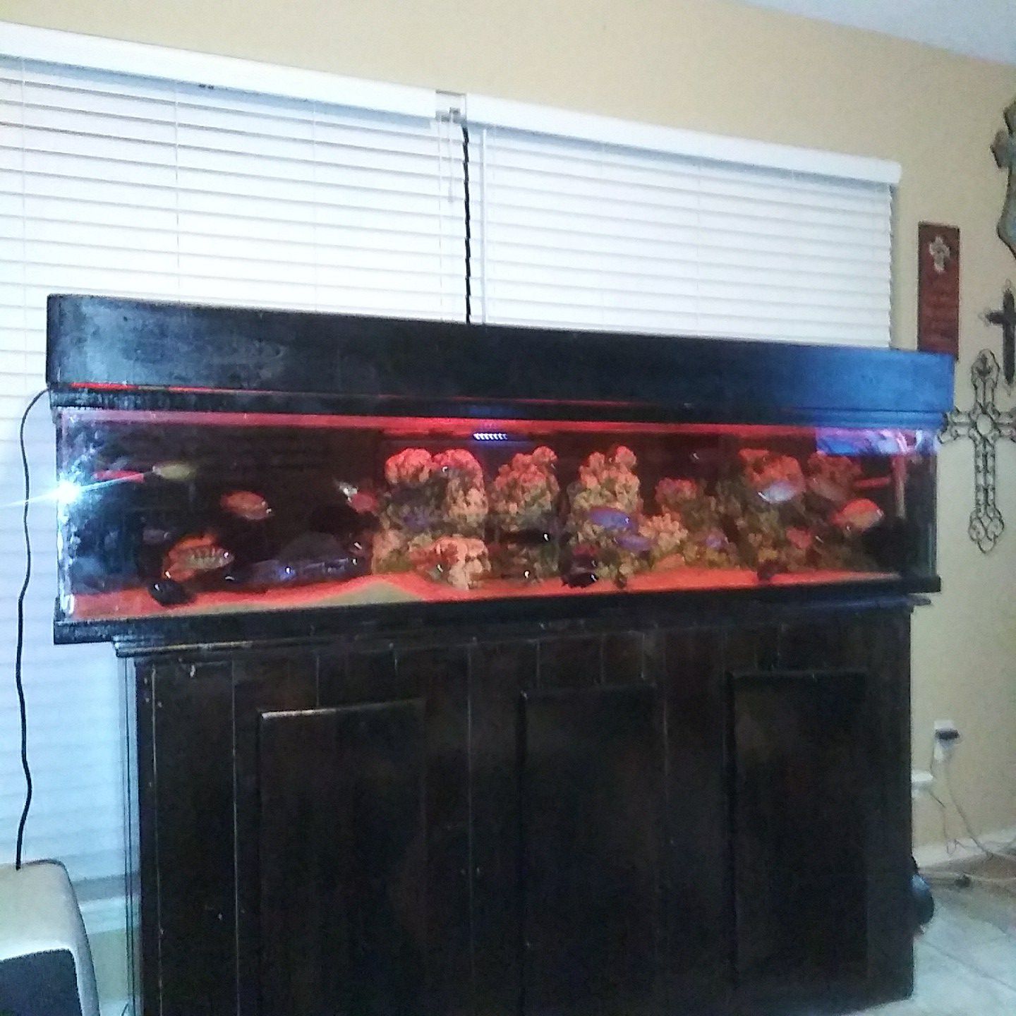 110 gallon aquarium setup