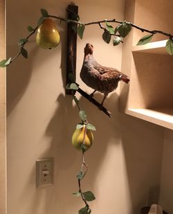 Partridge in a Pear Tree Taxidermy Mount