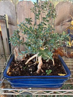 Bonsai Olive Trees $80 each