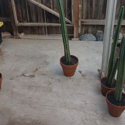 Extra Large Cactus