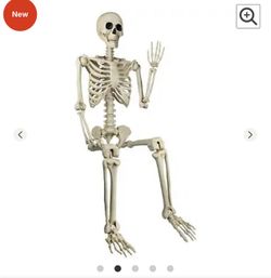 Skeleton