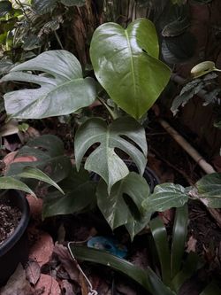 Monstera Mint SF