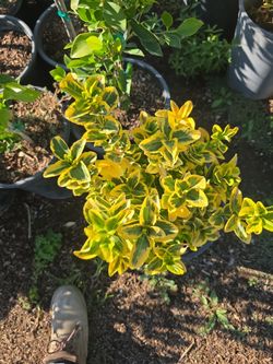 Golden Euonymus 5 Gallon