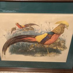 Vintage Lithograph Pheasant 